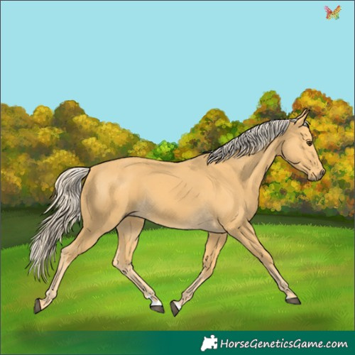 Horse Color:Palomino 