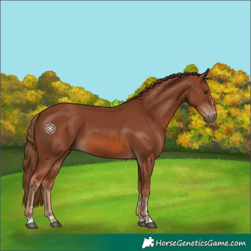 Horse Color:Chestnut 
