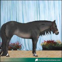 Horse Color:Black 