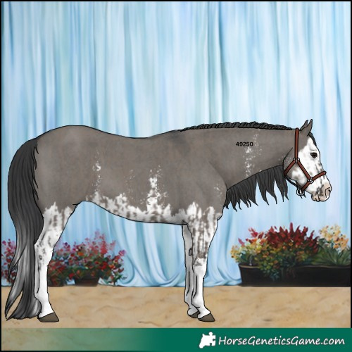 Horse Color:Grullo Sabino Splash  and Grullo Sabino Splash 