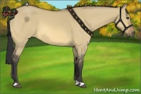 Horse Color:Buckskin Dun