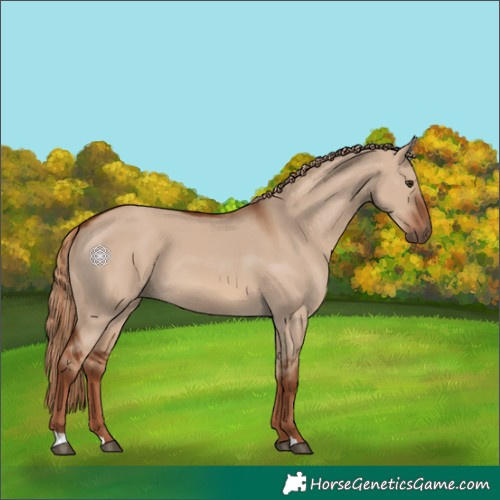 Horse Color:Red Dun 