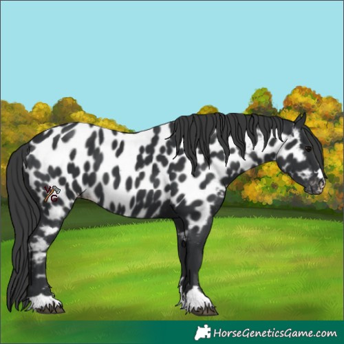 Horse Color:Black Appaloosa 