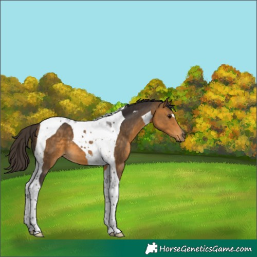 Horse Color:Buckskin Tobiano 
