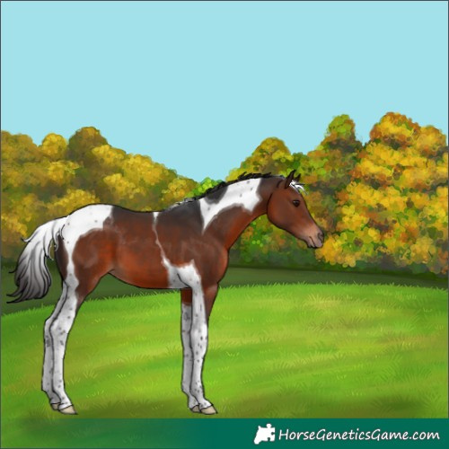 Horse Color:Brown Tobiano 