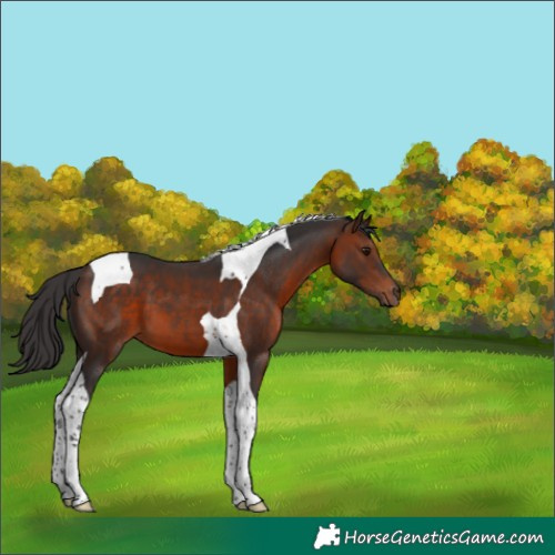 Horse Color:Bay Tobiano 