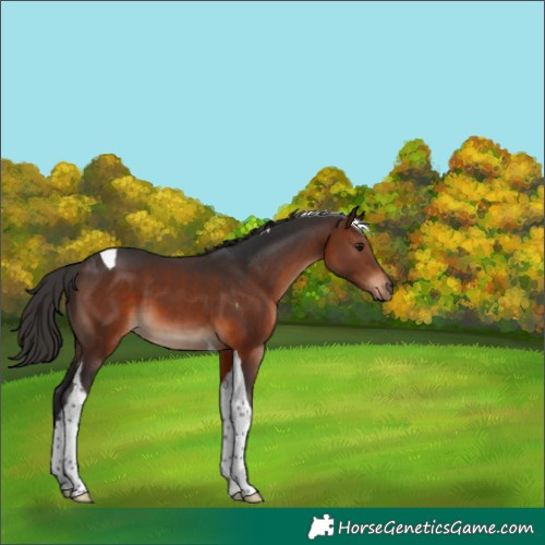 Horse Color:Brown Tobiano 