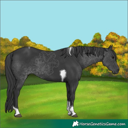 Horse Color:Black Tobiano 