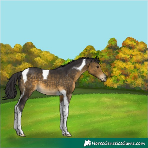 Horse Color:Buckskin Tobiano 