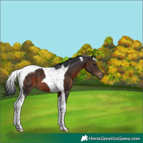 Horse Color:Brown Tobiano 
