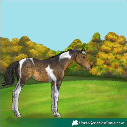 Horse Color:Buckskin Tobiano 