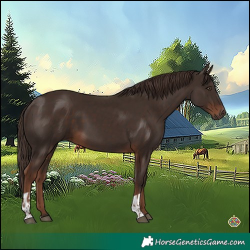 Horse Color:Liver Chestnut and Liver Chestnut