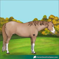 Horse Color:Black Pearl Splash 