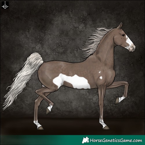 Horse Color:Silver Black Frame 