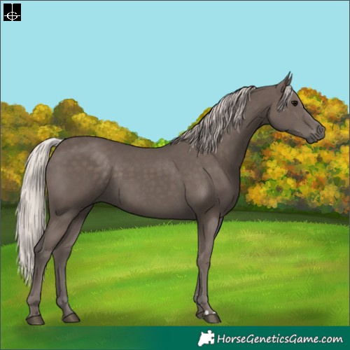 Horse Color:Silver Black 