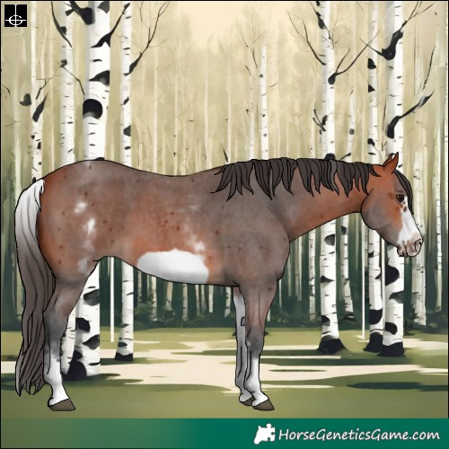 Horse Color:White Spotted Bay Sabino Frame 