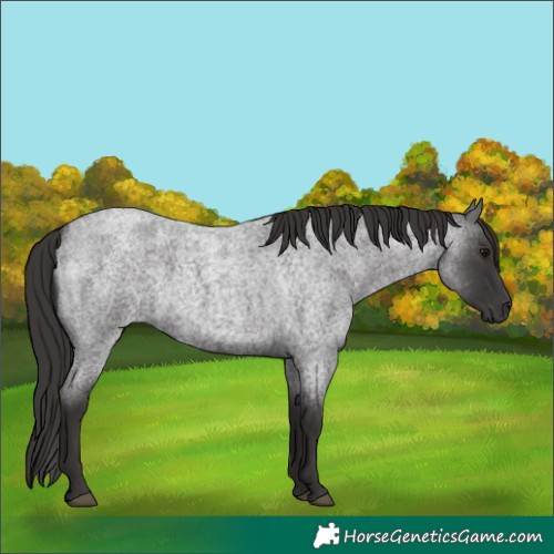 Horse Color:Smoky Blue Roan Rabicano 