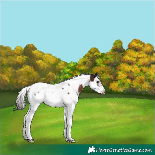 Horse Color:Liver Chestnut Splash Tobiano Frame 