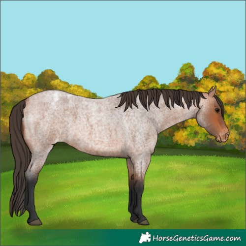 Horse Color:Bay Roan Appaloosa 