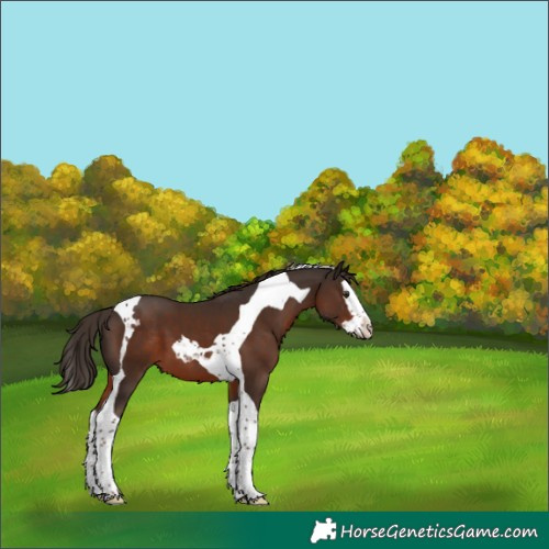 Horse Color:Liver Chestnut Splash Tobiano 