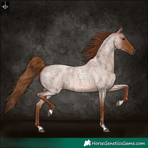 Horse Color:Red Roan 