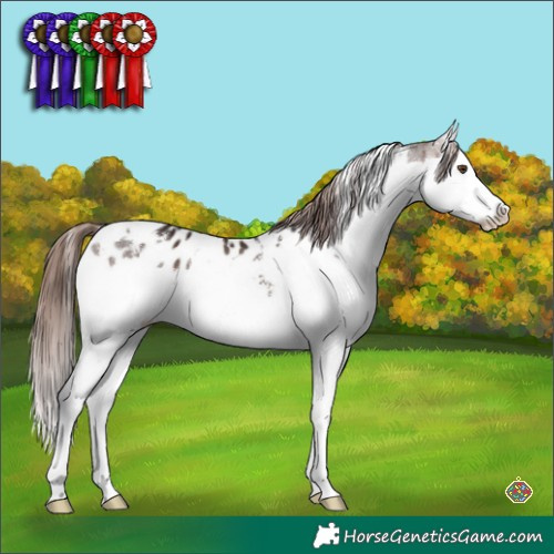 Horse Color:White Spotted Brown Sabino Splash Appaloosa 
