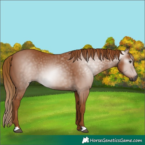Horse Color:Gray Chestnut 