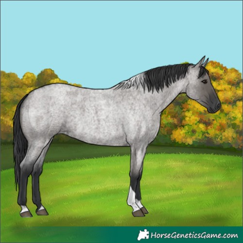 Horse Color:Grullo Roan Tobiano 