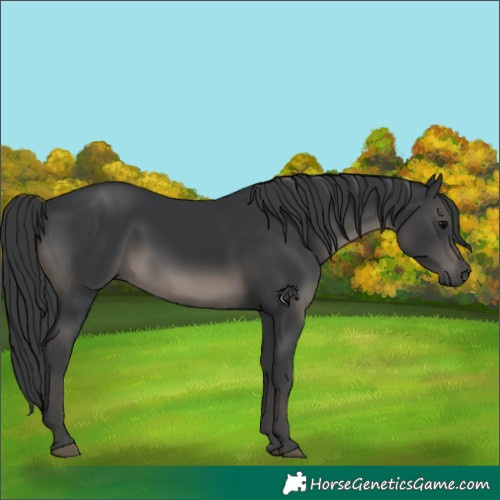 Horse Color:Black 