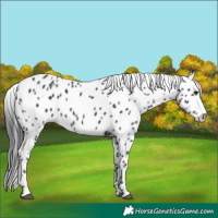 Horse Color:Black Leopard 