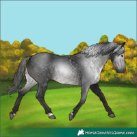 Horse Color:Gray Black 