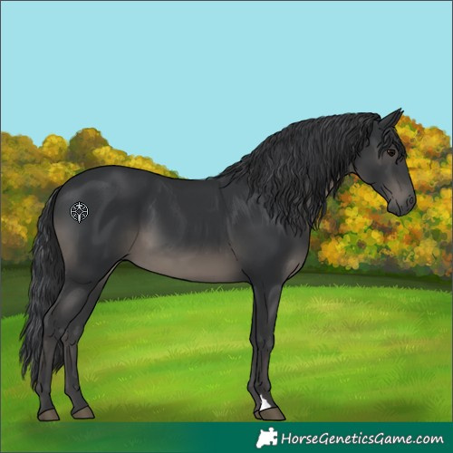 Horse Color:Black 
