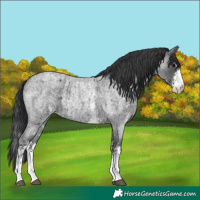 Horse Color:Blue Roan Sabino Splash and Blue Roan Sabino