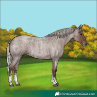 Horse Color:Silver Blue Roan Sabino