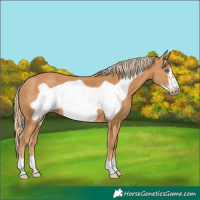 Horse Color:Chestnut Frame 