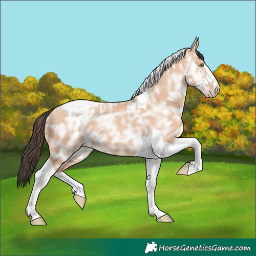 Horse Color:Amber Champagne Ice Tobiano 