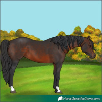 Horse Color:Brown 