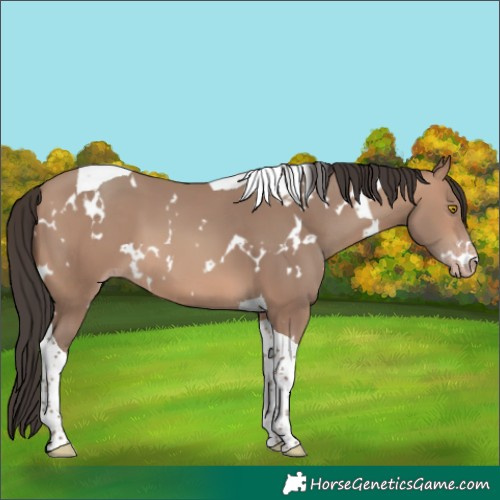 Horse Color:Unknown 