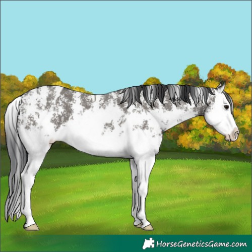 Horse Color:Grullo Sabino Splash  and Grullo Sabino Splash 