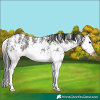 Horse Color:Grullo Sabino Splash  and Grullo Sabino Splash 