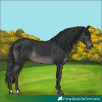 Horse Color:Black 