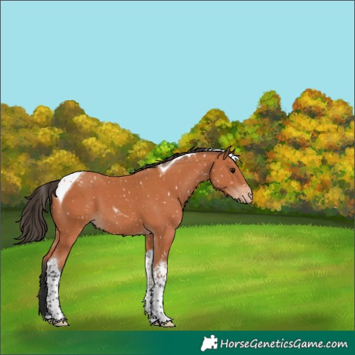 Horse Color:Bay Tobiano Appaloosa