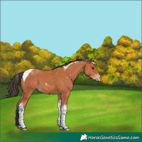 Horse Color:Bay Tobiano Snowcap 