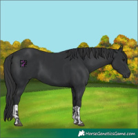 Horse Color:Black  and Black 