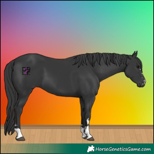 Horse Color:Black 