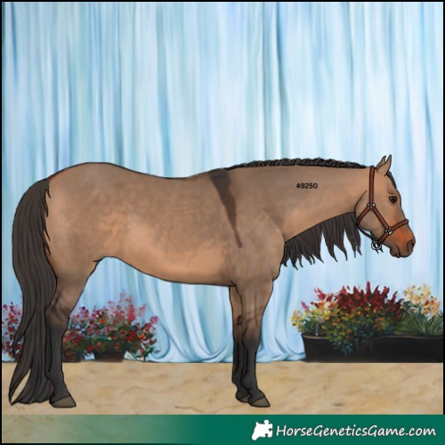 Horse Color:Bay Dun 