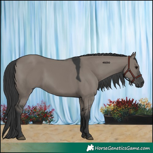 Horse Color:Grullo 