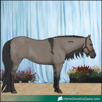 Horse Color:Grullo