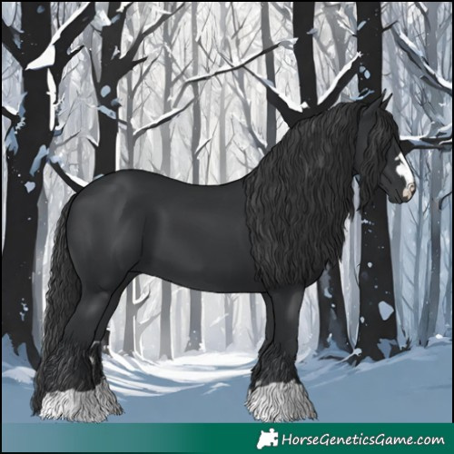 Horse Color:Black 