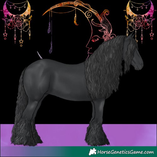 Horse Color:Black 